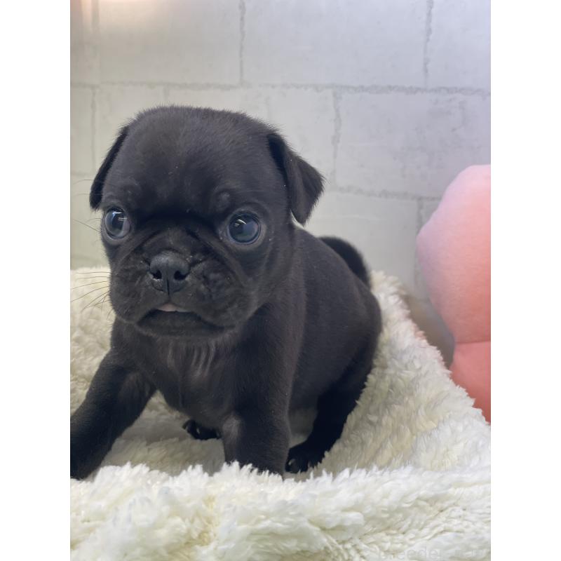 販売中の千葉県のパグ-442745の3枚目