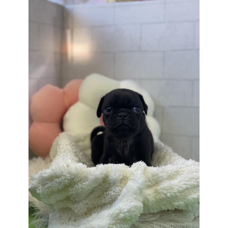 販売中の千葉県のパグ-442745の2枚目