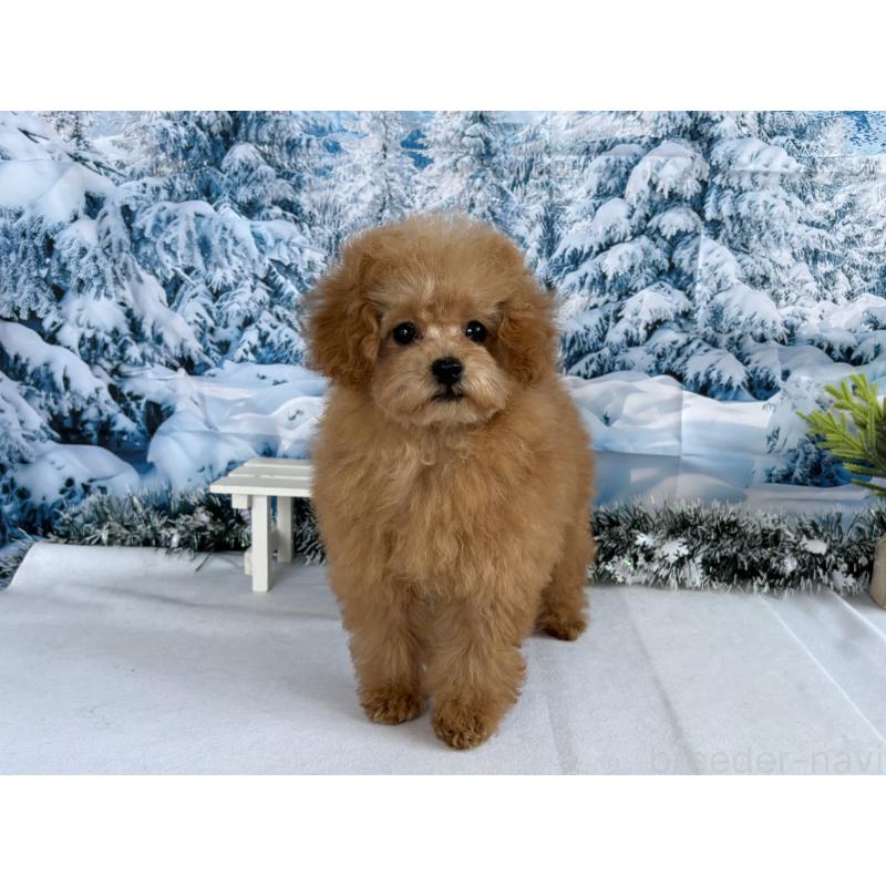 成約済の秋田県のタイニープードル-428512の5枚目