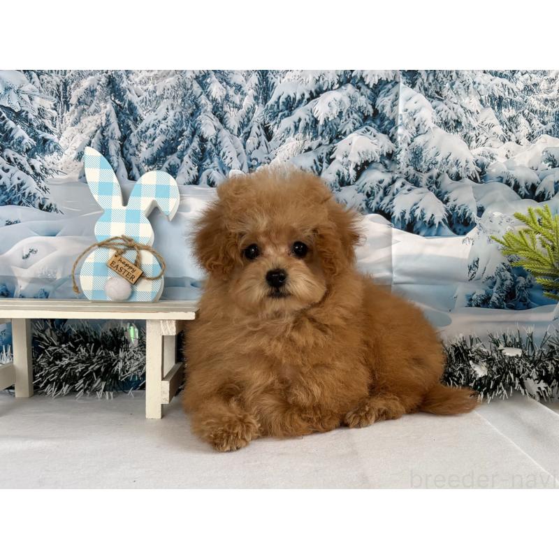 成約済の秋田県のタイニープードル-428512の4枚目