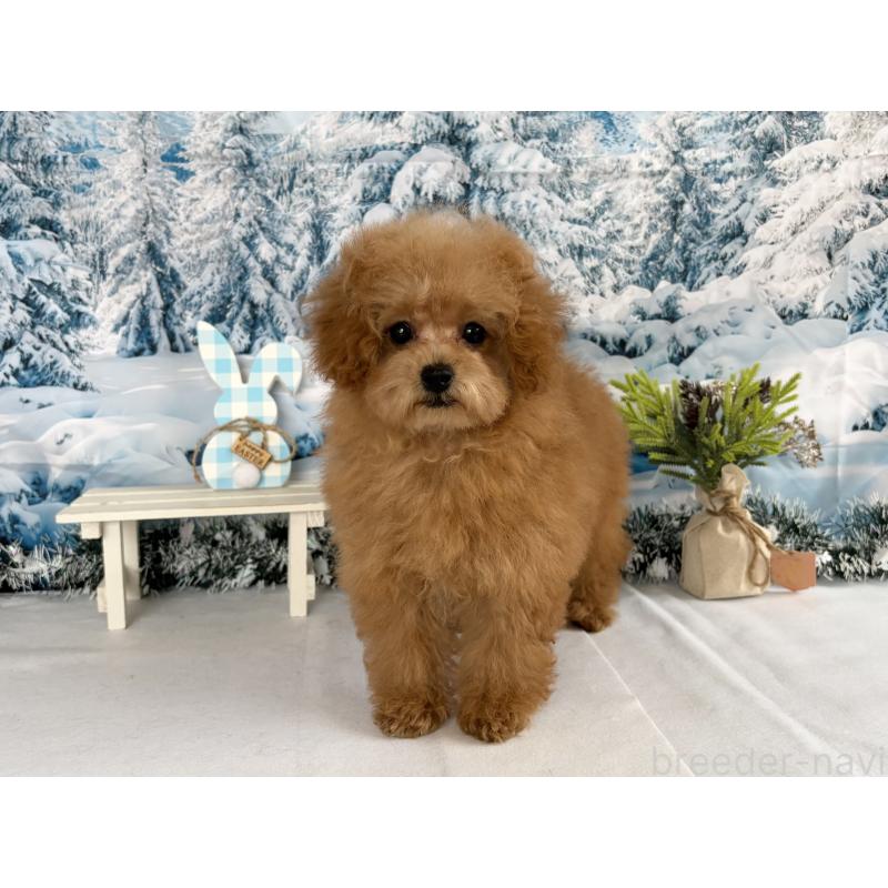 成約済の秋田県のタイニープードル-428512の3枚目