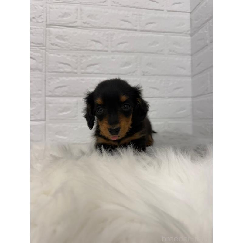 販売中の東京都のミニチュアダックスフンド(ロングヘアード)-442714の13枚目