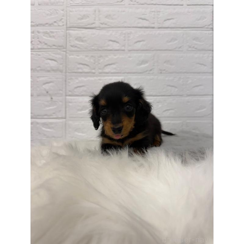 販売中の東京都のミニチュアダックスフンド(ロングヘアード)-442714の12枚目