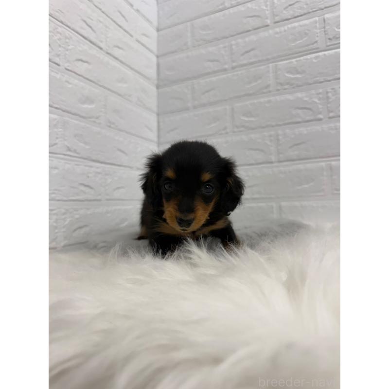 販売中の東京都のミニチュアダックスフンド(ロングヘアード)-442714の11枚目