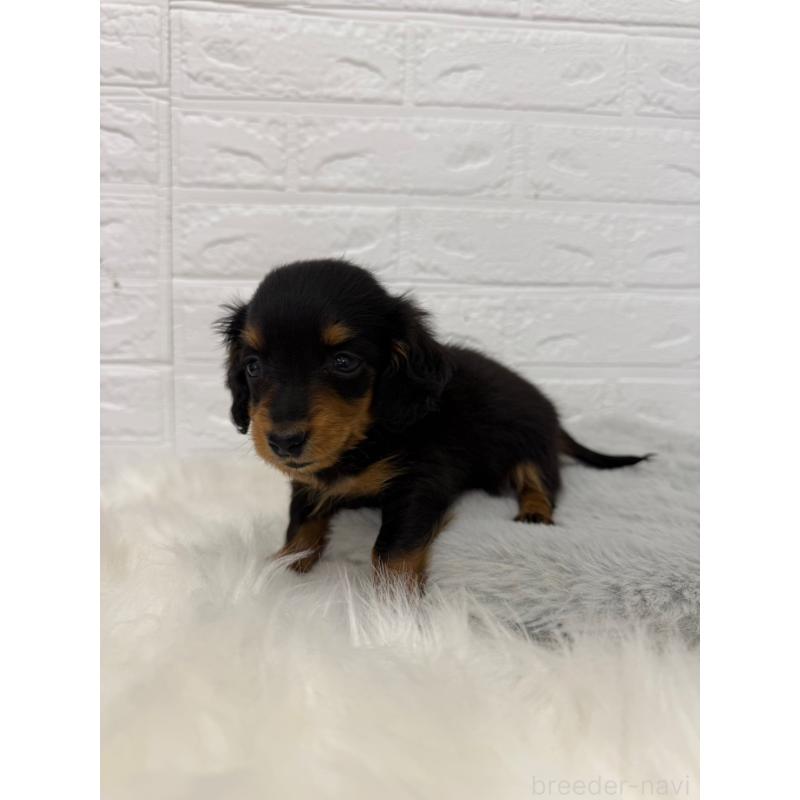 販売中の東京都のミニチュアダックスフンド(ロングヘアード)-442714の10枚目