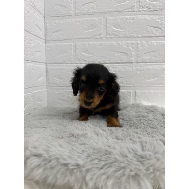 販売中の東京都のミニチュアダックスフンド(ロングヘアード)-442714の9枚目