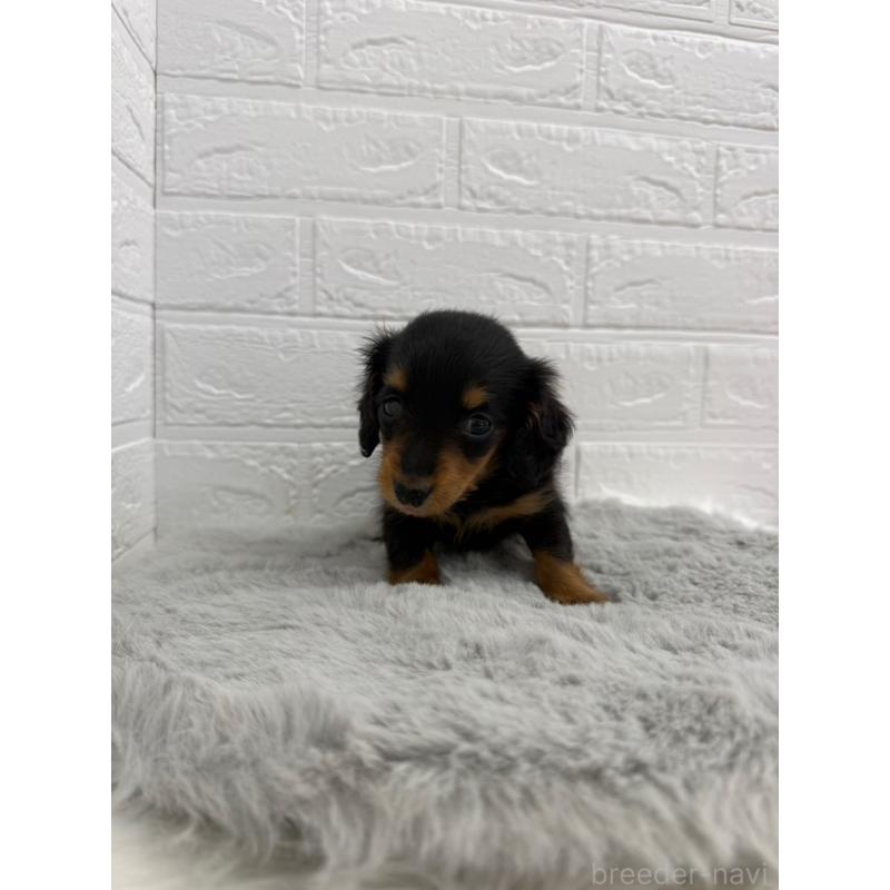 販売中の東京都のミニチュアダックスフンド(ロングヘアード)-442714の8枚目