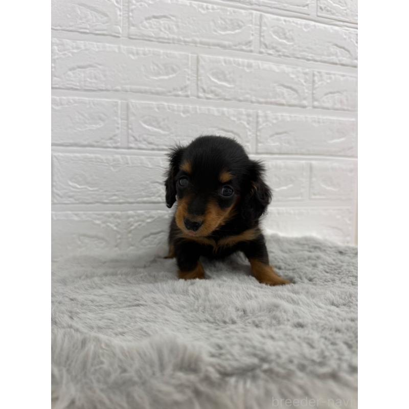 販売中の東京都のミニチュアダックスフンド(ロングヘアード)-442714の7枚目