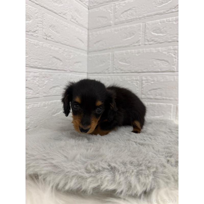 販売中の東京都のミニチュアダックスフンド(ロングヘアード)-442714の6枚目