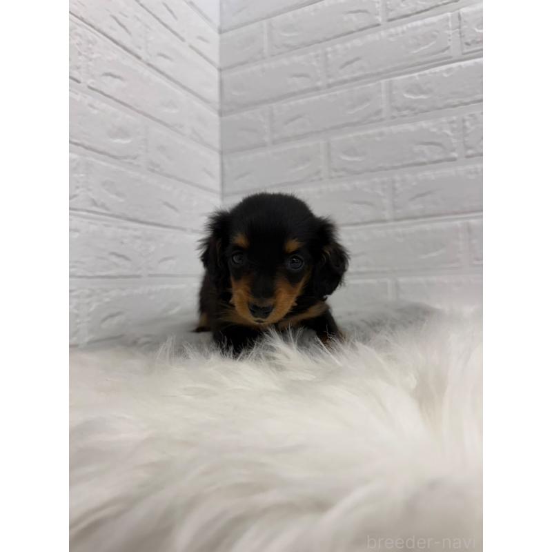 販売中の東京都のミニチュアダックスフンド(ロングヘアード)-442714の5枚目