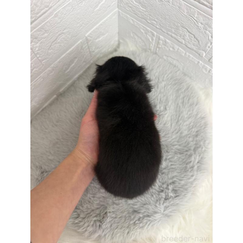 販売中の東京都のミニチュアダックスフンド(ロングヘアード)-442714の3枚目