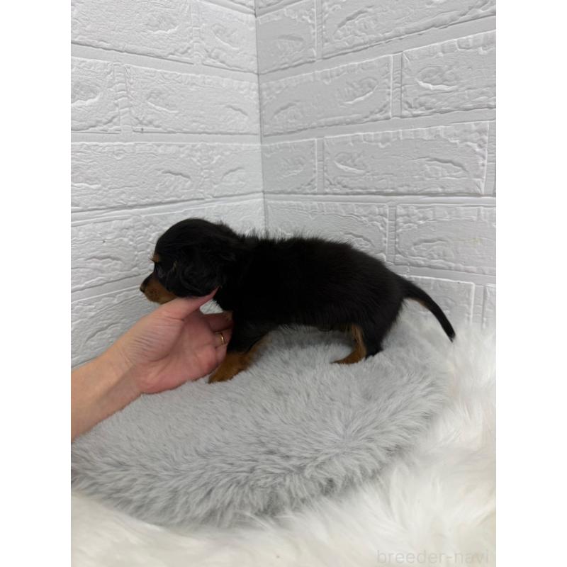 販売中の東京都のミニチュアダックスフンド(ロングヘアード)-442714の2枚目