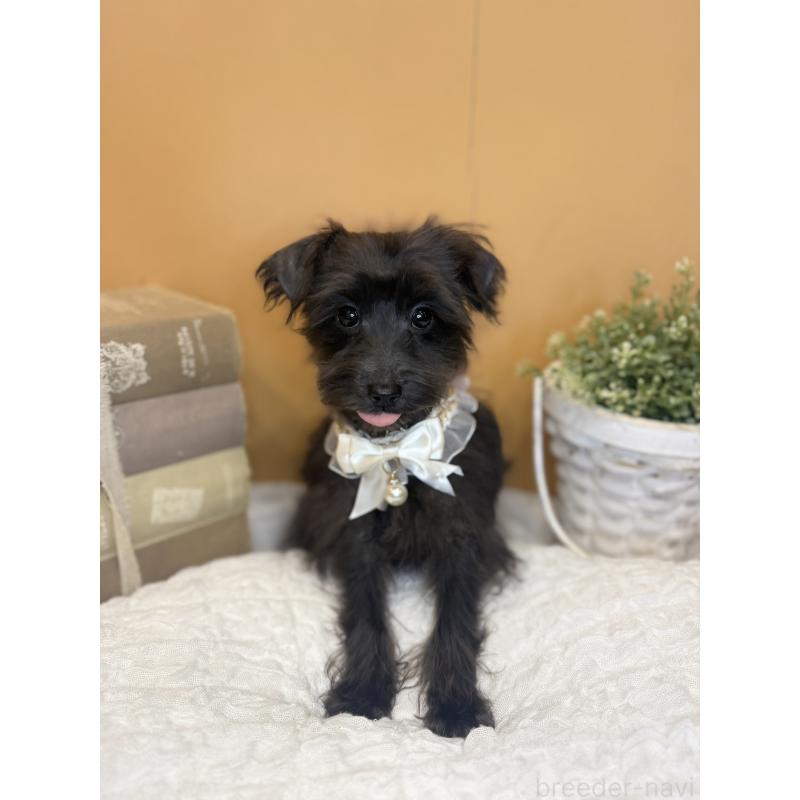 販売中の茨城県のミニチュアシュナウザー-433312の3枚目