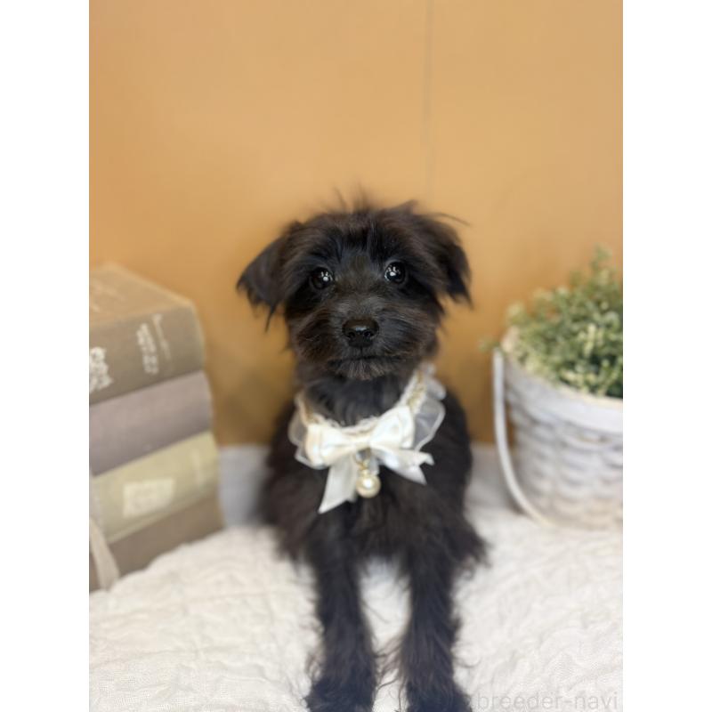 販売中の茨城県のミニチュアシュナウザー-433312の2枚目