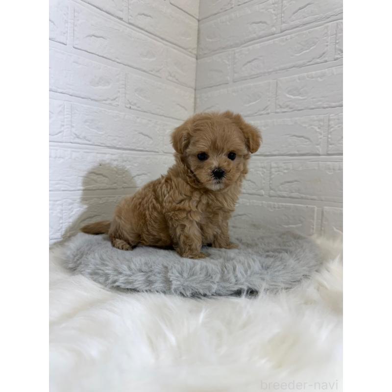 販売中の東京都のマルプー:マルチーズ×トイプードル-442716の13枚目