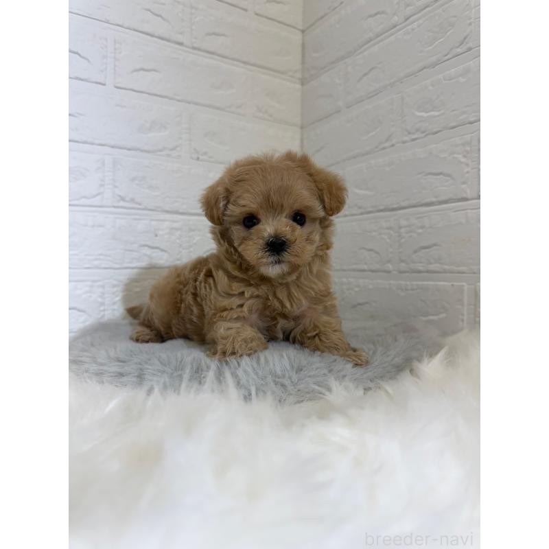 販売中の東京都のマルプー:マルチーズ×トイプードル-442716の12枚目
