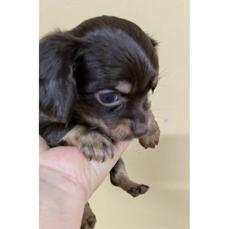 販売中の青森県のチワックス:チワワ×ミニチュアダックスフンド-442717の3枚目