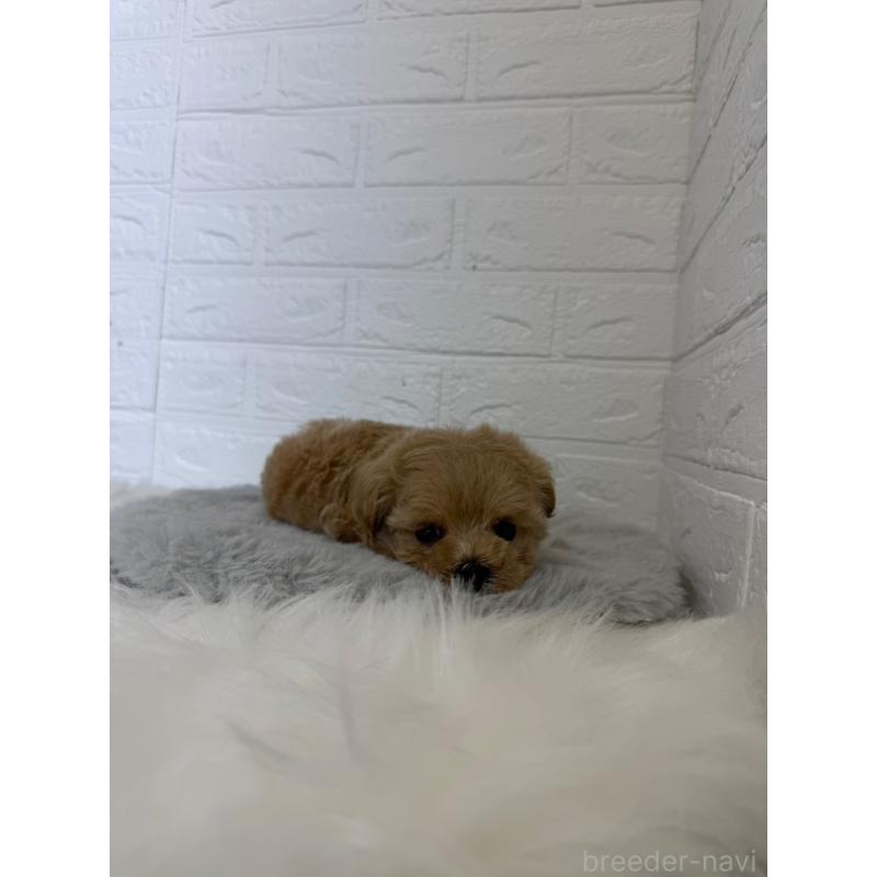 販売中の東京都のマルプー:マルチーズ×トイプードル-442716の9枚目