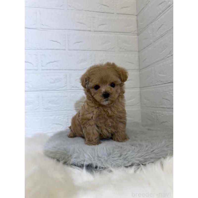 販売中の東京都のマルプー:マルチーズ×トイプードル-442716の6枚目