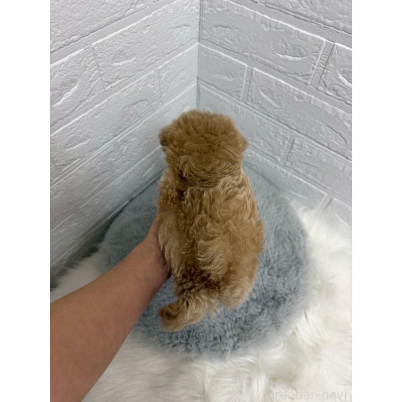 販売中の東京都のマルプー:マルチーズ×トイプードル-442716の5枚目