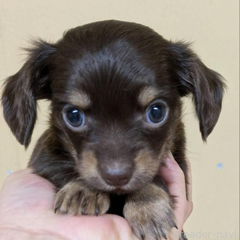 販売中の青森県のチワックス:チワワ×ミニチュアダックスフンド-442717