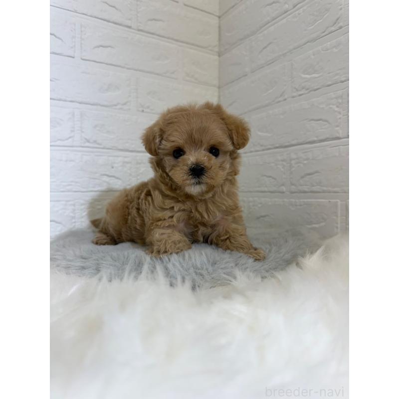 販売中の東京都のマルプー:マルチーズ×トイプードル-442716の3枚目