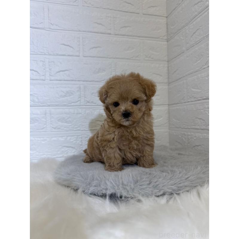 販売中の東京都のマルプー:マルチーズ×トイプードル-442716の2枚目