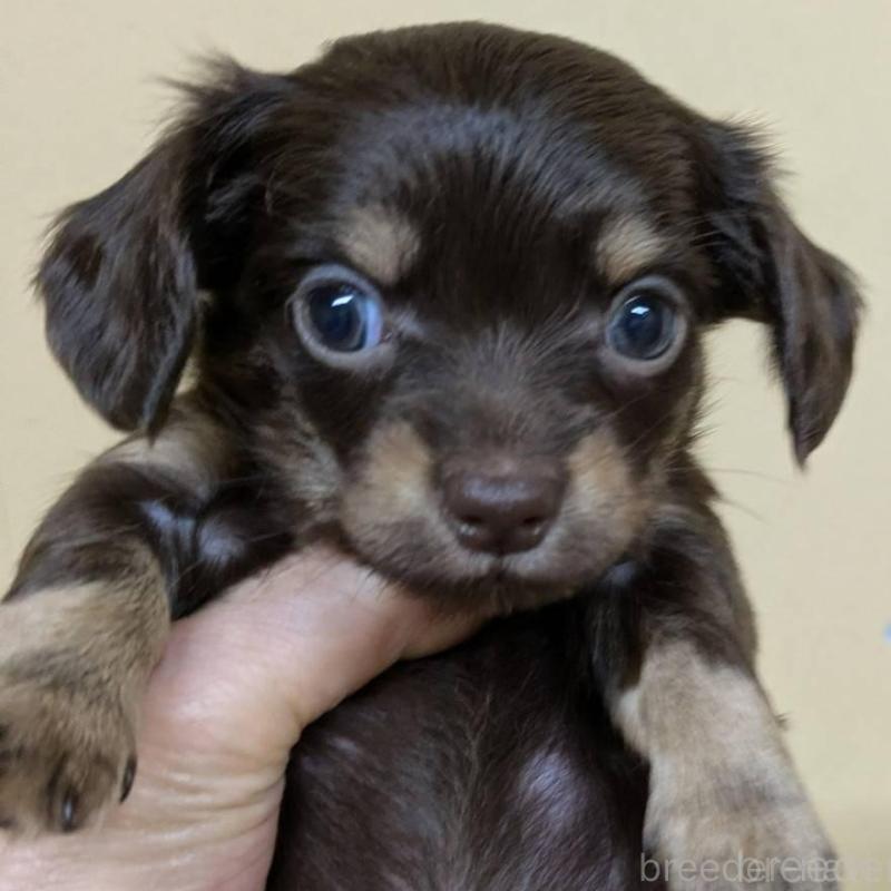 販売中の青森県のチワックス:チワワ×ミニチュアダックスフンド-442717の2枚目