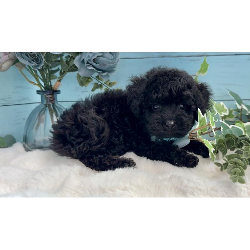 販売中の埼玉県のトイプードル-442719の8枚目