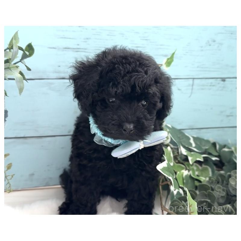 販売中の埼玉県のトイプードル-442719の7枚目