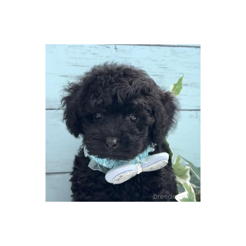 販売中の埼玉県のトイプードル-442719の6枚目