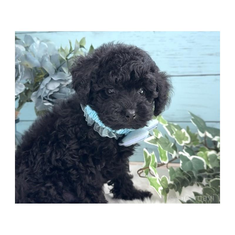 販売中の埼玉県のトイプードル-442719