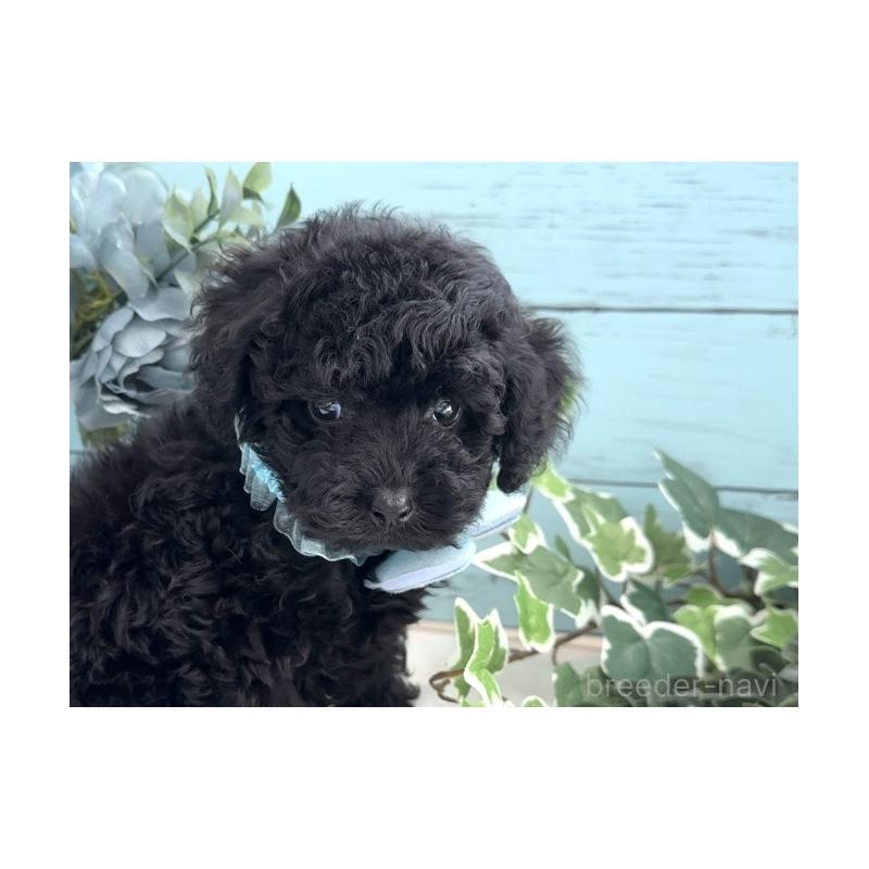 販売中の埼玉県のトイプードル-442719の5枚目