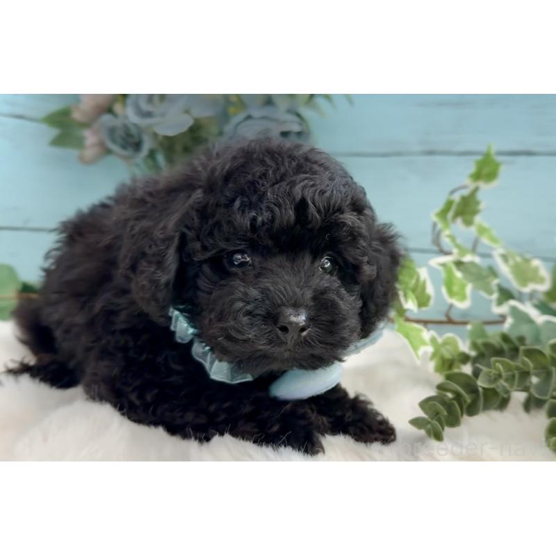 販売中の埼玉県のトイプードル-442719の3枚目