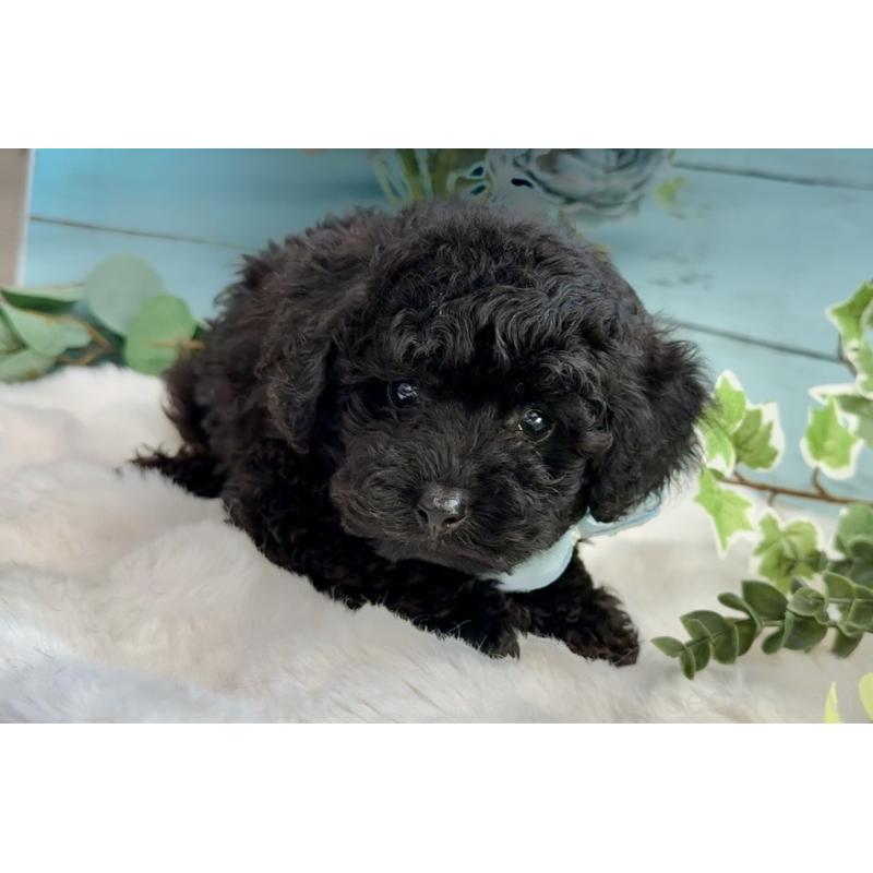 販売中の埼玉県のトイプードル-442719の2枚目