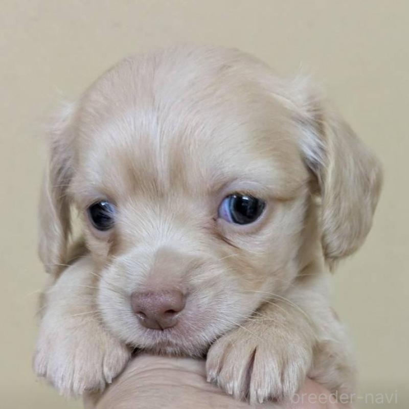 販売中の青森県のチワックス:チワワ×ミニチュアダックスフンド-442720