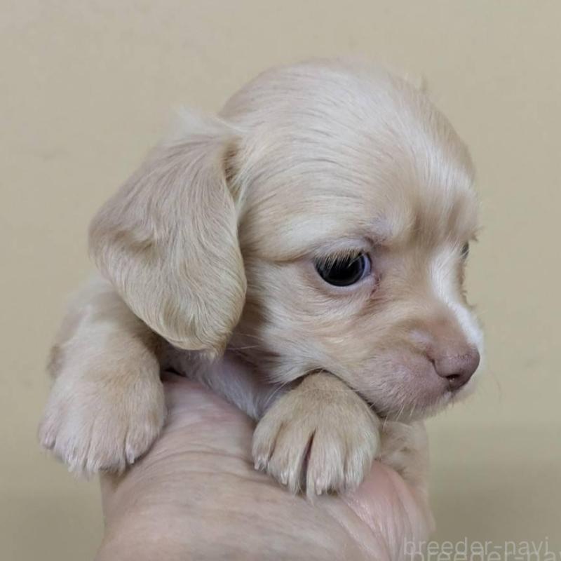 販売中の青森県のチワックス:チワワ×ミニチュアダックスフンド-442720の4枚目