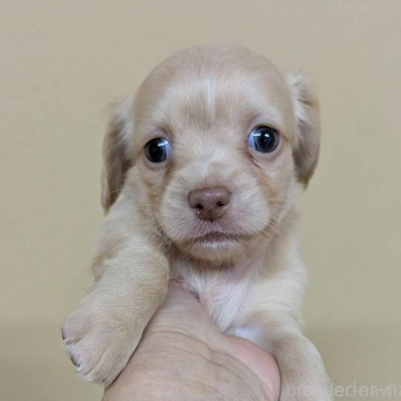 販売中の青森県のチワックス:チワワ×ミニチュアダックスフンド-442720の3枚目