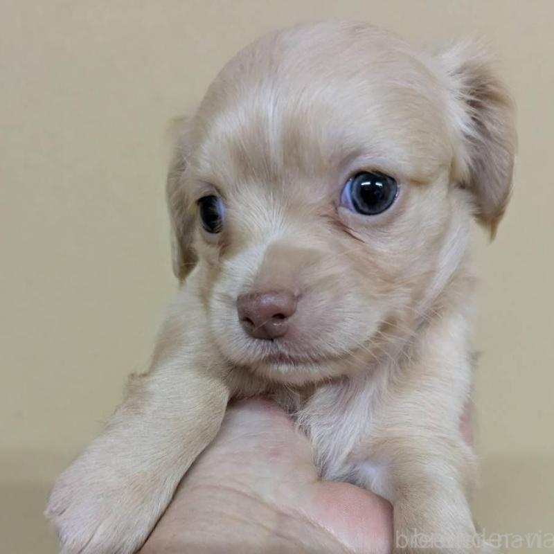 販売中の青森県のチワックス:チワワ×ミニチュアダックスフンド-442720の2枚目