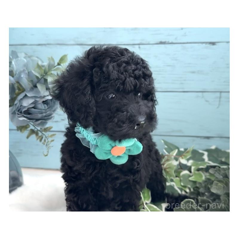 販売中の埼玉県のトイプードル-442721の8枚目