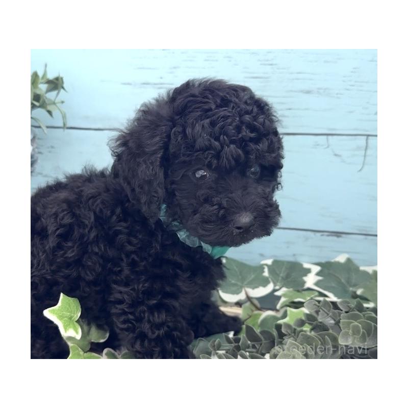 販売中の埼玉県のトイプードル-442721の5枚目