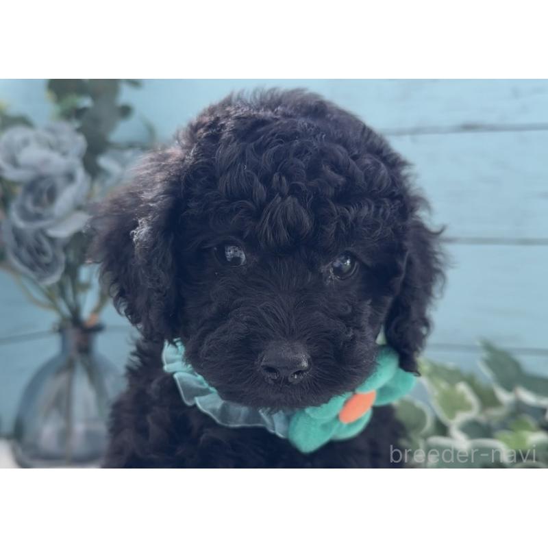 販売中の埼玉県のトイプードル-442721の4枚目