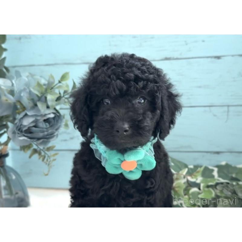 販売中の埼玉県のトイプードル-442721の3枚目