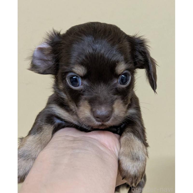 販売中の青森県のチワックス:チワワ×ミニチュアダックスフンド-442722の4枚目