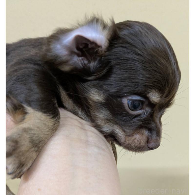 販売中の青森県のチワックス:チワワ×ミニチュアダックスフンド-442722の3枚目