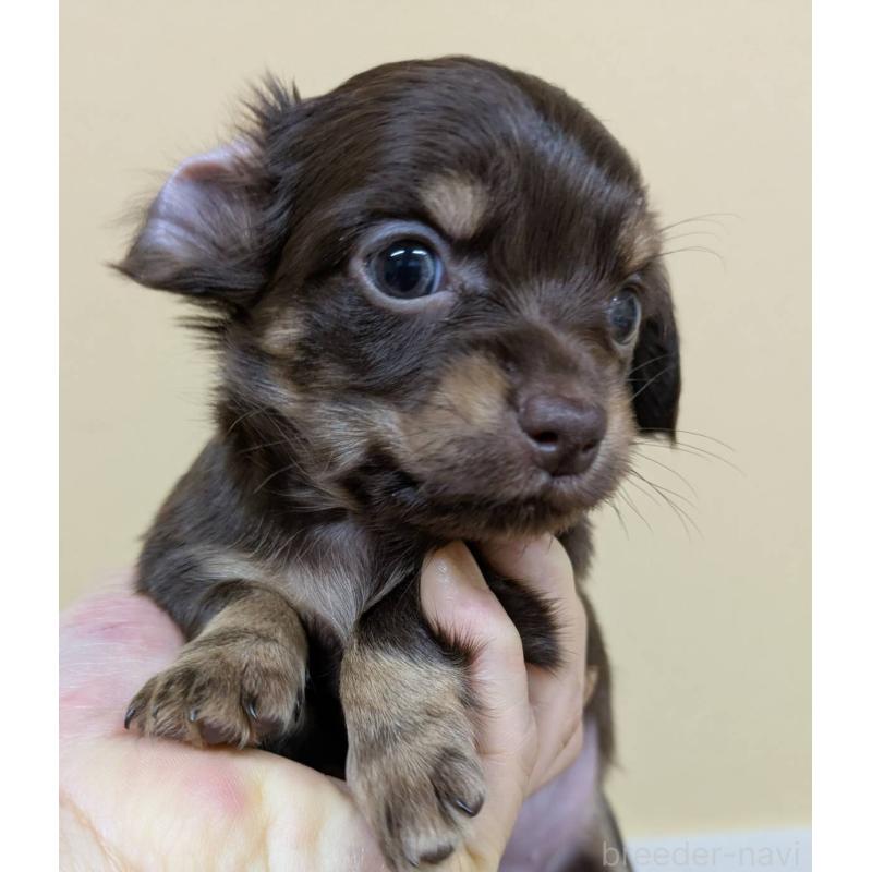 販売中の青森県のチワックス:チワワ×ミニチュアダックスフンド-442722の2枚目