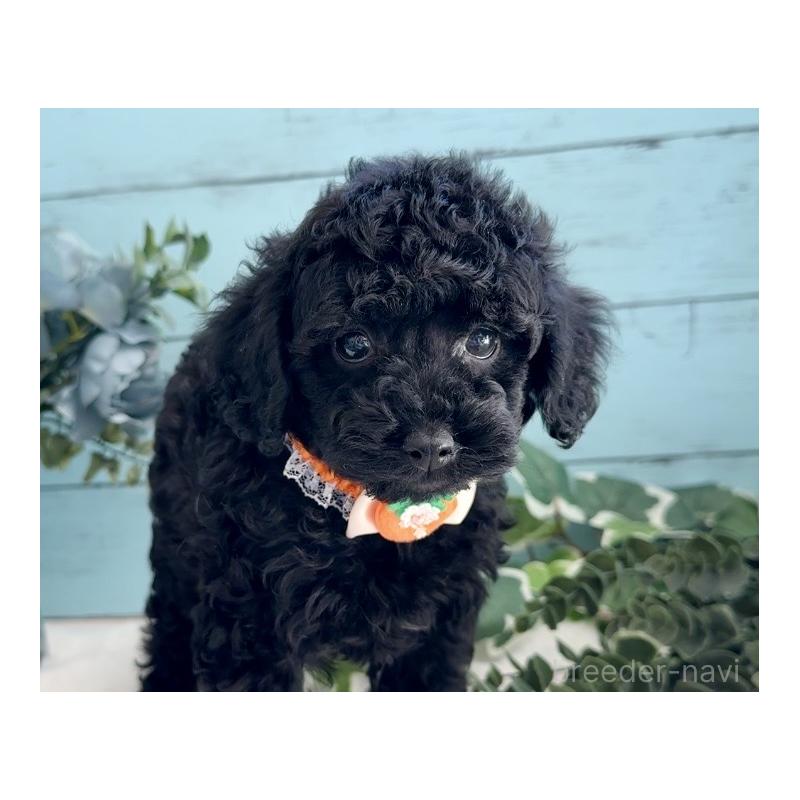 販売中の埼玉県のタイニープードル-442724の7枚目