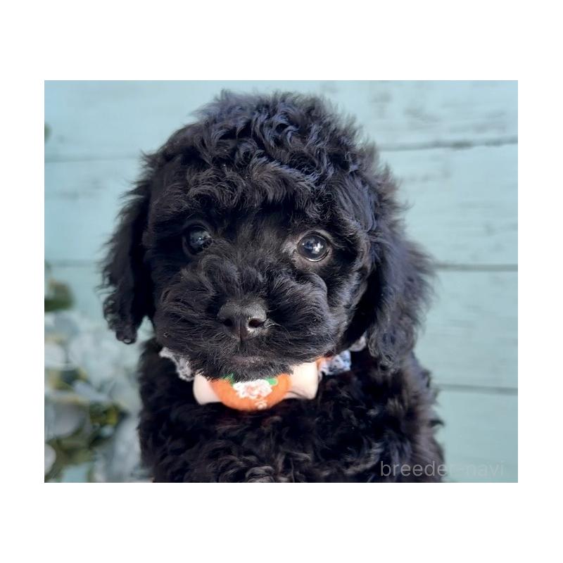 販売中の埼玉県のタイニープードル-442724の6枚目