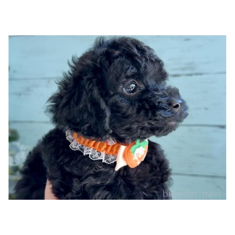 販売中の埼玉県のタイニープードル-442724の4枚目