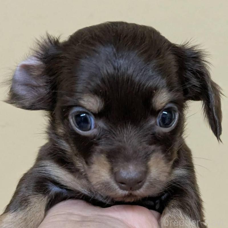 販売中の青森県のチワックス:チワワ×ミニチュアダックスフンド-442722の1枚目